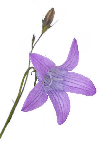 Макро Делікатна Квітка Фіолетового Розлогі Дзвіночка Капула Патула Квіткою Бутоном — стокове фото
