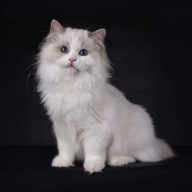 Yavru kedi oturuyor, kameraya bakıyor, siyah bir arka planda izole edilmiş.