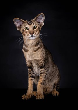 Şirin Doğulu Shorthair kedisi yeşil gözleriyle kameraya bakıyor. Siyah arkaplanda izole.