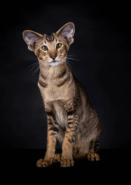 Şirin Doğulu Shorthair kedisi yeşil gözleriyle kameraya bakıyor. Siyah arkaplanda izole.