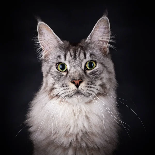 Cabeça Bonito Preto Prata Cavala Tabby Maine Coon Gato Olhando — Fotografia de Stock