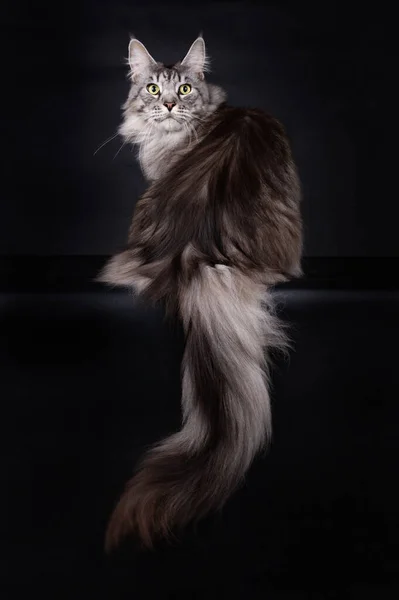 Przystojny Black Silver Mackerel Tabby Maine Coon Siedzi Patrzy Wstecz — Zdjęcie stockowe