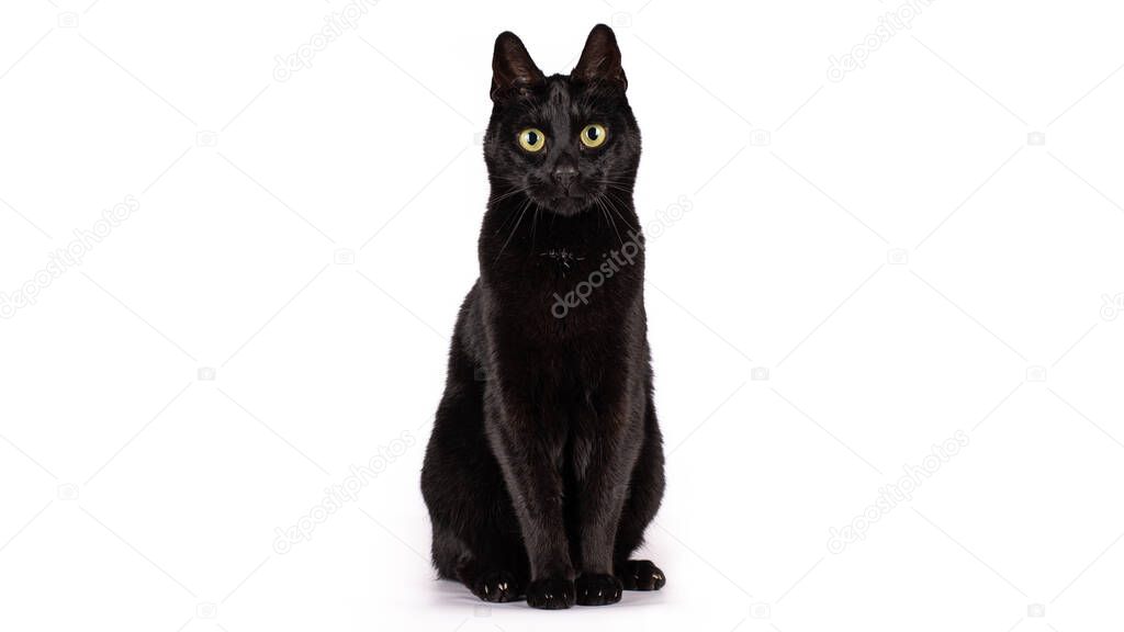 Black cat facing front and looking with yellow eyes into the camera. Isolated on a white background.