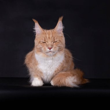 Beyaz Maine Rakunu kedisi olan tatlı krema. Gözleri kapalı uzanmış, siyah bir arka planda izole bir kedi.