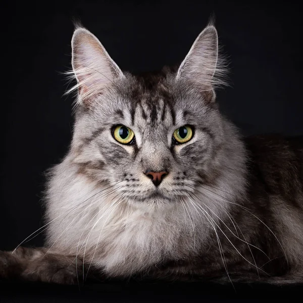 Tête Beau Chat Maquereau Noir Argenté Tabby Maine Coon Regardant — Photo