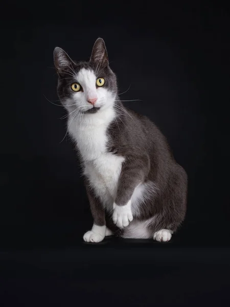 Sentado Gato Doméstico Casa Blanco Negro Mirando Con Pata Juguetona — Foto de Stock