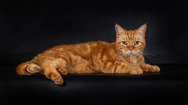 Gato Doméstico Casa Roja Acostado Mirando Cámara Aislado Sobre Fondo — Foto de Stock