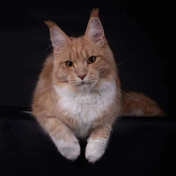 Creme Bonito Com Branco Maine Coon Gato Gatinho Deitado Olhando — Fotografia de Stock