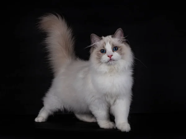 Yavru kedi kuyruğu yukarıda, yüzü önde, siyah bir arka planda izole bir şekilde duruyor.