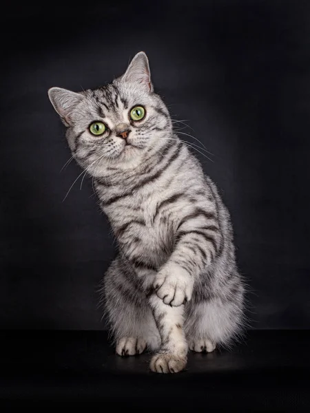 Cute Patrząc Black Silver Tabby Dostrzegł British Shorthair Cat Zielonymi — Zdjęcie stockowe