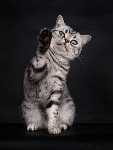 Silver Tabby British Shorthair Cat Zielonymi Oczami Siedzący Twarzą Przodu — Zdjęcie stockowe