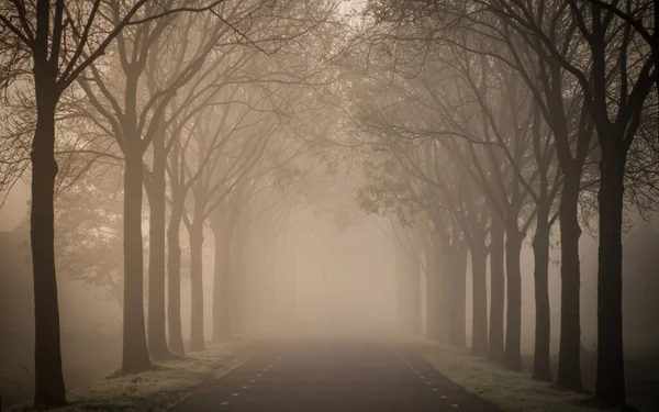 Hollanda, Achterberg 'deki tarım arazileri arasındaki Misty Lane of Ash