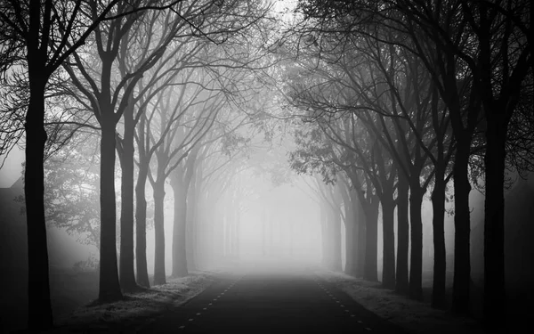 Misty Lane of Ash between agricultural lands in Achterberg in Black and White, The Netherlands