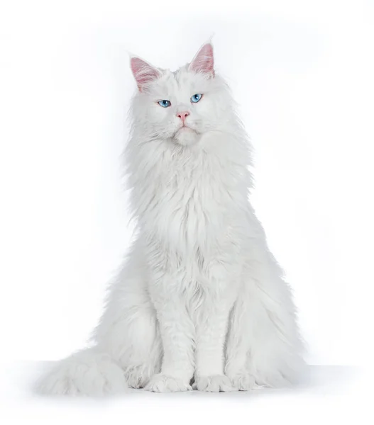 Сині Очі Maine Coon Cat Сидять Дивляться Прямо Камеру Ізольовані — стокове фото