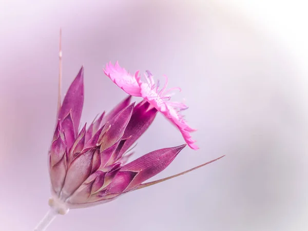 Рожева Квітка Діантуса Збоку Амуренсіс Діантуса — стокове фото