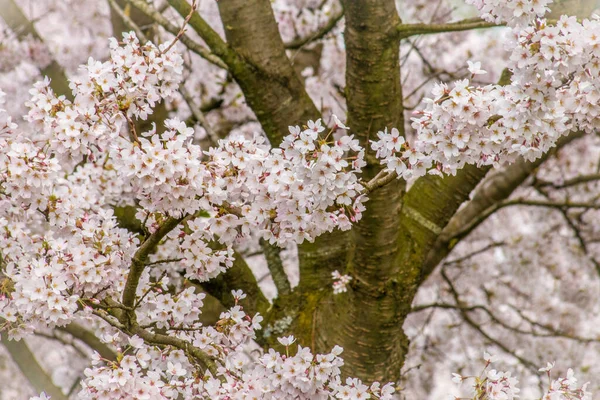 Detalhe Uma Primavera Rosa Floresce Uma Árvore Prunus Cherrie — Fotografia de Stock