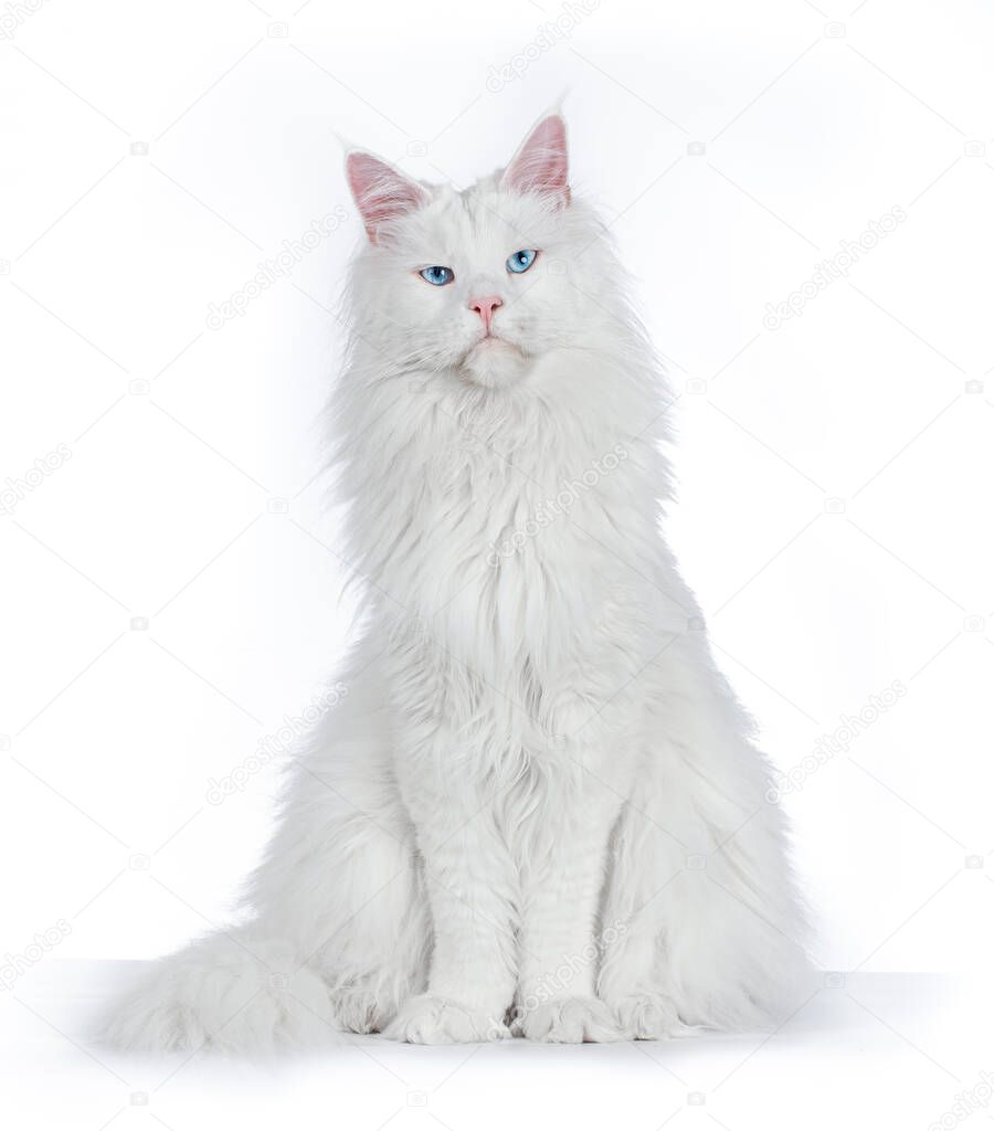 Blue eyed Maine Coon Cat sitting and looking straight at the camera. Isolated on white background.