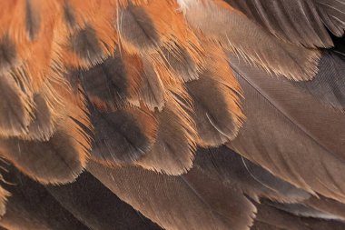 Kanatlı şahinin tüyleri (Parabuteo unicinctus)