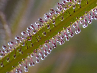 diagonal drosera leaf with droplets with a bokeh background clipart