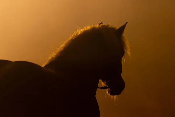 Haflinger Atı 'nın kafasının arkasındaki siluet turuncu bir atmosferdeki dumana bakıyor.