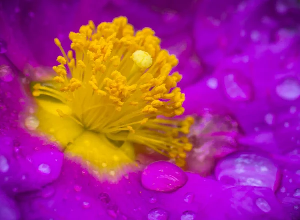 Sarı kalbi ve çiğ damlası olan Mor bir çiçeğin ayrıntıları