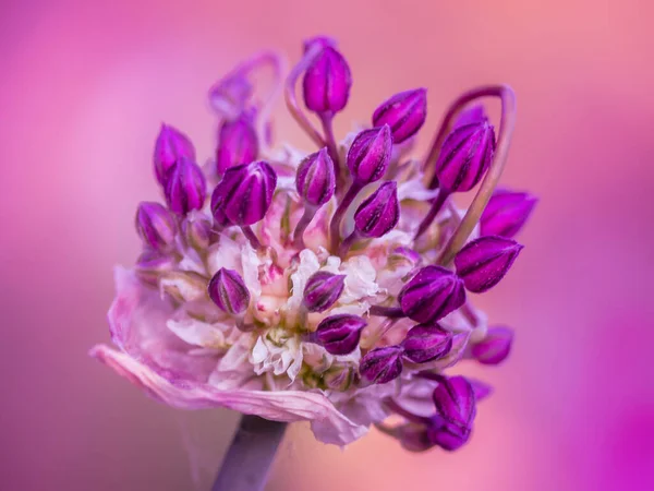 Деталь Квіткової Голови Піщаного Цибулини Allium Scorodoprasum Рожевим Фоном — стокове фото