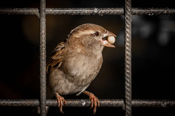 Little Brown Female House Sparrow Passer Domesticus Sedí Mřížích Klece — Stock fotografie