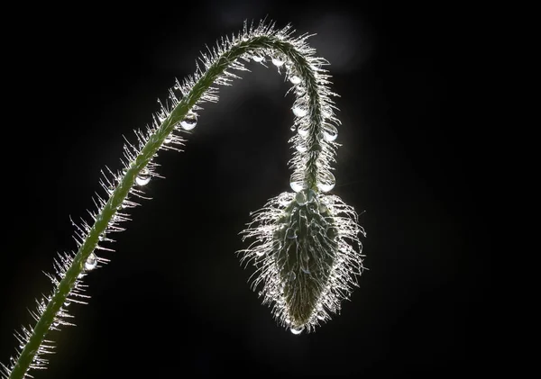 Bir gelinciğin çiçek tomurcuğu, güneşte çiğ ve koyu bir arka plan