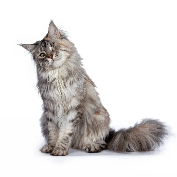 Chat Gris Yeux Maine Coon Assis Avec Tête Inclinée Isolé — Photo