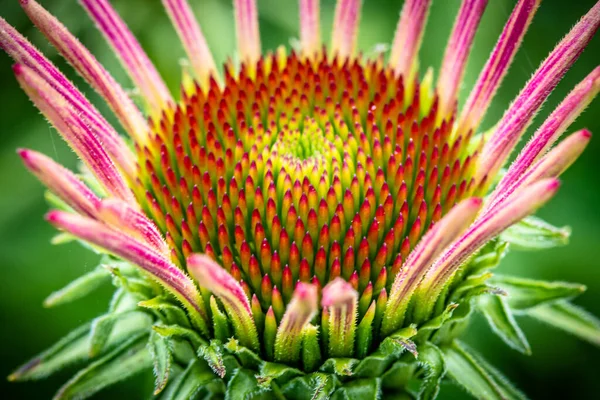 Echinacea 'nın kalbi ya da Mor koni çiçeği