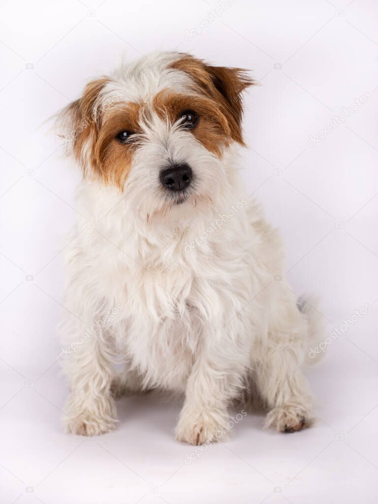 Portrait of a cute Rough Coated Jack Russell looking straight into the camera with a slightly tilted head, isolated on a white background