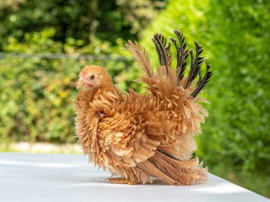 Pretty young Japanese Bantam / Chabo chicken, standing facing left. With a green natural background. Tail fierce in air. clipart