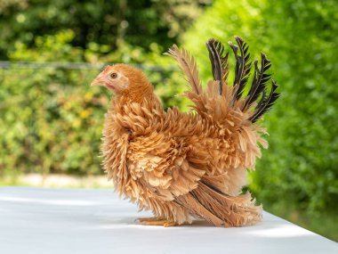 Pretty young Japanese Bantam / Chabo chicken, standing facing left. With a green natural background. Tail fierce in air. clipart