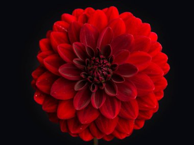 Siyah arkaplan ile ortalanmış Kırmızı Dahlia Çiçeği