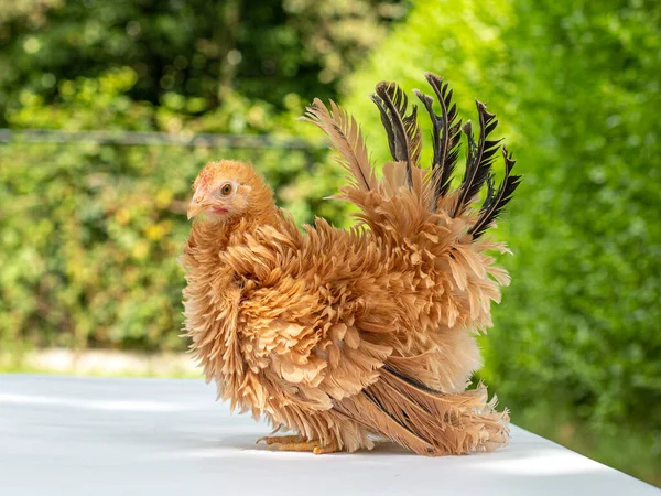 Pretty Young Japanese Bantam Chabo Chicken Standing Facing Left Green — Stock Photo, Image