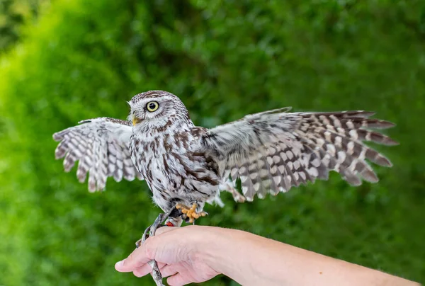 Kahverengi beyaz küçük baykuş (Athene noctua) yeşil bir arka planla uçmaya çalışıyor.