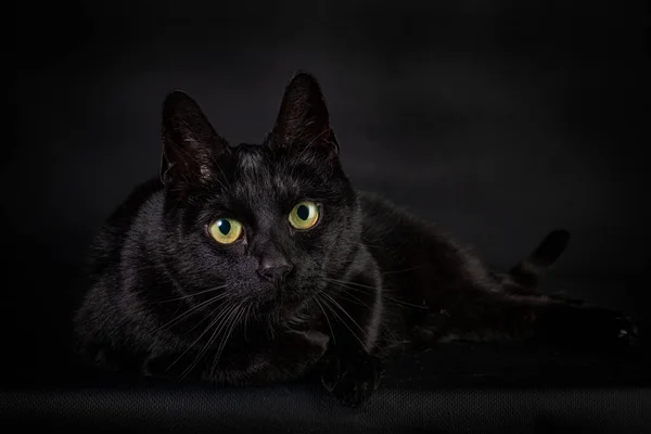 Siyah arka planı olan kara kedi, yan yatmış ve büyük sarı gözleriyle sana bakıyor.