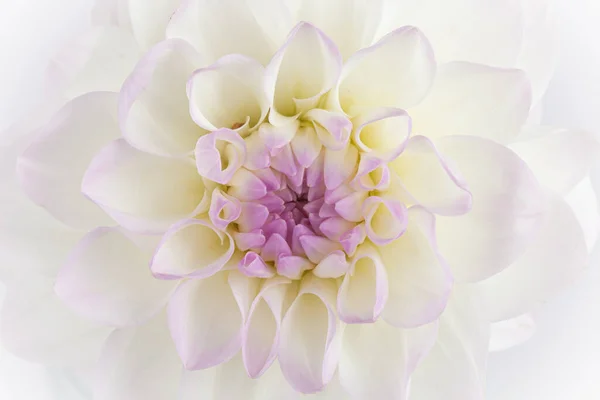 Ortadaki beyaz, mor ve sarı Dahlia çiçekli, beyaz arkaplan.