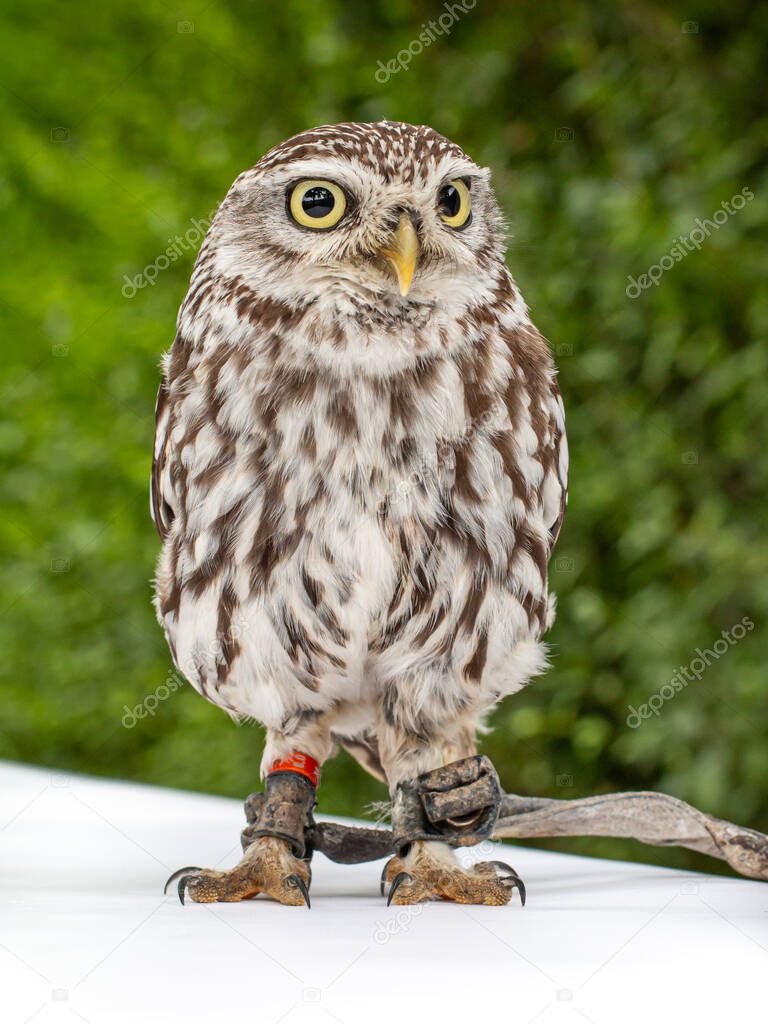 Brown white young Little Owl (Athene noctua) looking with with a funny expression and yellow eyes. Green background.