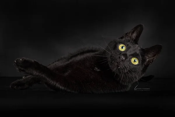 Czarny Kot Czarnym Tłem Leżący Boku Wpatrujący Się Powietrze Wielkimi — Zdjęcie stockowe