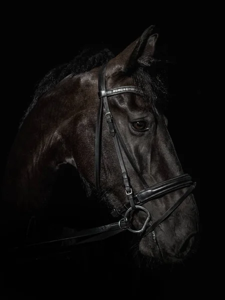 Siyah kahverengi renkli, melez bir Gelderland atı ve Frizyalı sağ tarafa bakıyor..