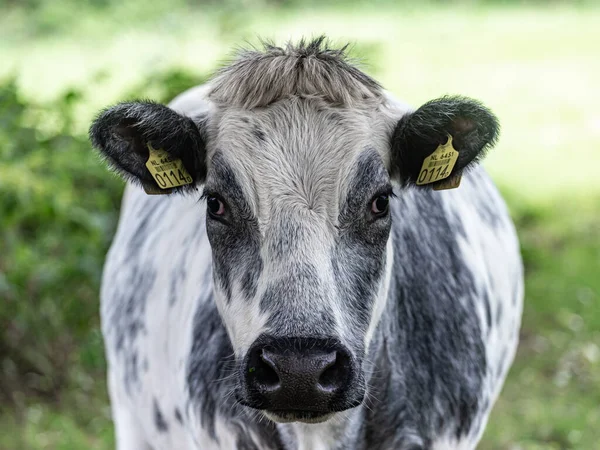 Portrait Belgian Blue Blanc Bleu Belge Cow Front Looking Straigt — стокове фото