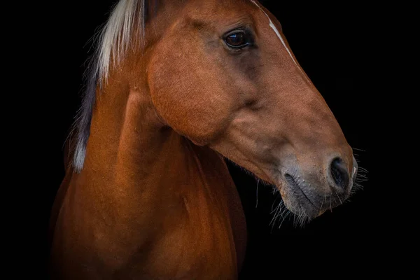 Blackphoto Quarto Cavalo Olhando Para Esquerda Com Fundo Preto — Fotografia de Stock