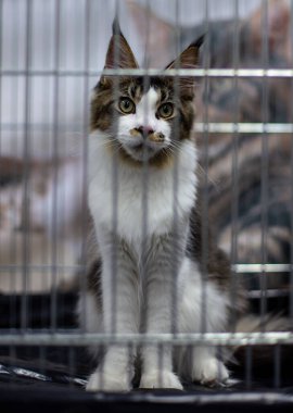 Bir kafeste sabırla bekleyen tatlı bir rakun yavrusu.