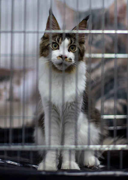 Bir kafeste sabırla bekleyen tatlı bir rakun yavrusu.
