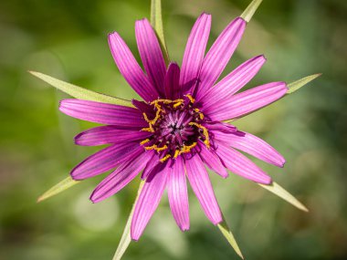 Mor bir tuzlu su veya istiridye bitkisinin kalbi (Tragopogon porrifolius)