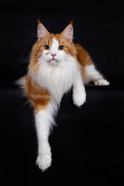 Pençesi sallanan ve kameraya bakan kırmızı beyaz bir rakunun portresi, siyah bir arka planda izole edilmiş, büyük beyaz bir yakayla.