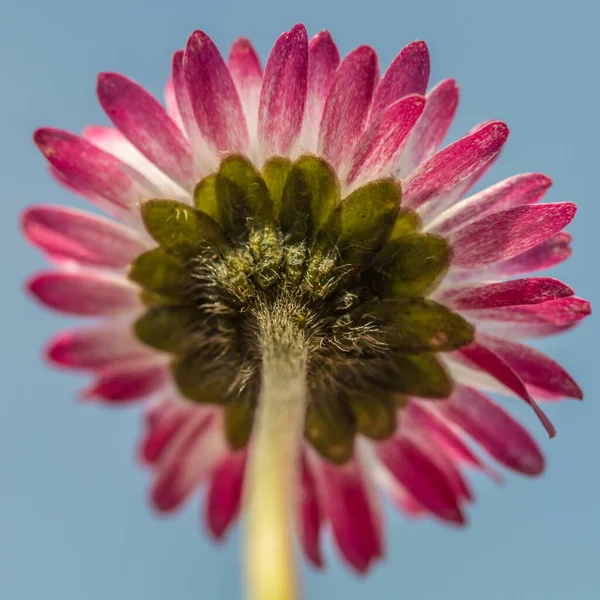 Vista Detallada Parte Inferior Una Flor Margarita Con Fondo Cielo — Foto de Stock