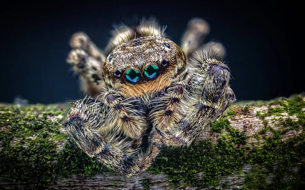 Foto Stapel Einer Springenden Spinne Marpissa Muscosa Mit Blick Nach — Stockfoto