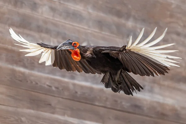 Güneyli boynuz gagası (Bucorvus Leader Beatateri) bir kuş gösterisi sırasında kanatlarını açarak uçuyor.